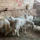 خرفان