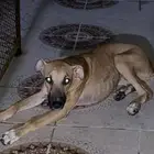 بيتبول