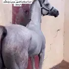 حصان للبيع