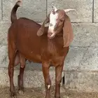 تيس قبرصي