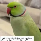طائر درة مفقود