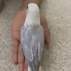 فروخ روز مفطومه