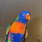 بغبغاء لوري رينبو للبيع (اليف جدااا)