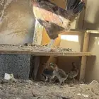 دجاج
