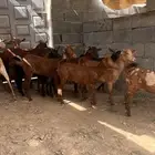 معزا حص