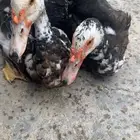 بطى اثنين اناثي وذكر
