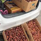 تمر صفري