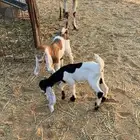 عنز هولنديه متوم