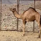 قعدان