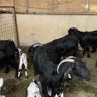 معزاء مواليد 4 تحتها 7