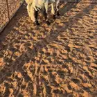 رخال هجين