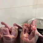 فروخ حمام للبيع زاجل فرنسي سلفر شحم ولحم مذل مهو موضح بصوره