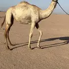 بكره هجن مفروده بنت شاهين منتج والام ناقه حره