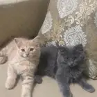 قطط للتبني