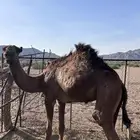 قعدان للبيع