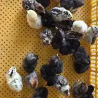 صوص بلدي وفيوم