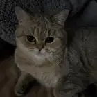 قط بريتش للبيع معا اغراضه انثى