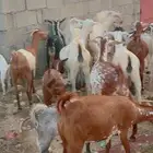 للبيع ماعز فواخر ماشاء الله