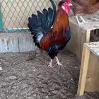 ديك يرجع المصنع