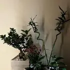 نباتات داخليه لزيادة جمالية المنزل والديكورات م ورد وهدايا