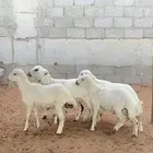 رخال رفيد
