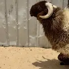 عرب جذع فل الفل