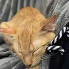 بسمالله الرحمن الرحيم ثلالث قطط للتبني ذكرين و أنثى