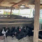دجاج اسود صك