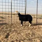 رخال صنف