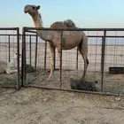 جذعه لقحه
