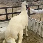 طلي حري