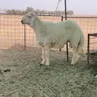 خروف حري
