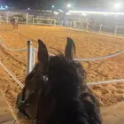 مربط شام الأصيل إيواء وتأجير وتدريب
