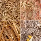 تبن قمح و ذرة شامية او جيزانية