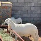 ذبايح مع السلخ والتوصيل