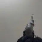 للبيع او البدل ذكر ببغاءكروان اليف هدد