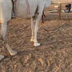 خلفة وضحى طيبه