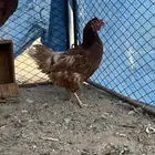 دجاج لهومان