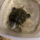 تبني سلحفاه