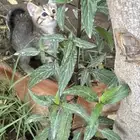 لتبني بدون مقابل الام وعيالها واحد ذكر وانثى (غير معقمين)