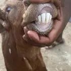 تيس فحل مشروط السن توه مطلع السداس