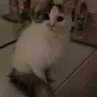قطه شيرازي