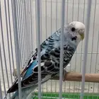 للبيع انثى بادجي