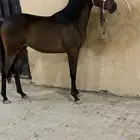 مهرة واهو مكس