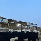 طليان نجدي جبره ناهي شي فاخر