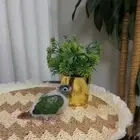 فروخ كنيور يلو سايد