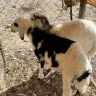 للبيع طليان