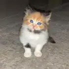 بيع كيتن