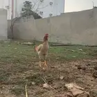 دجاج باكستاني تب