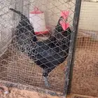 دجاج بلدي غوامق بالخرج